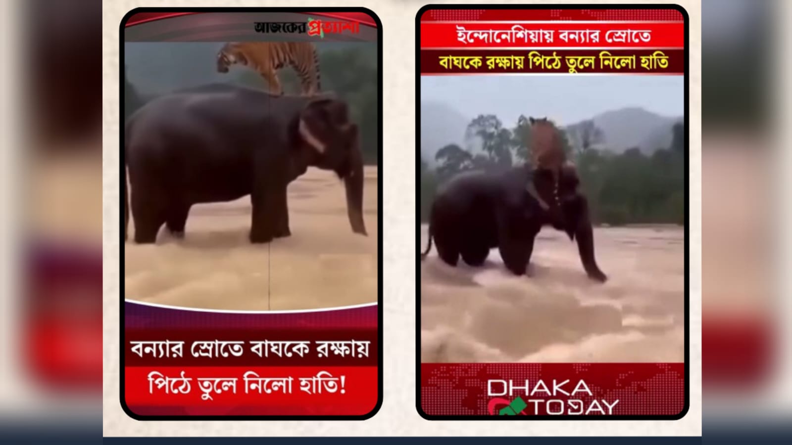 ‘বাঘকে রক্ষায় পিঠে তুলে নিল হাতি’– ভিডিওটি এআই দ্বারা তৈরি